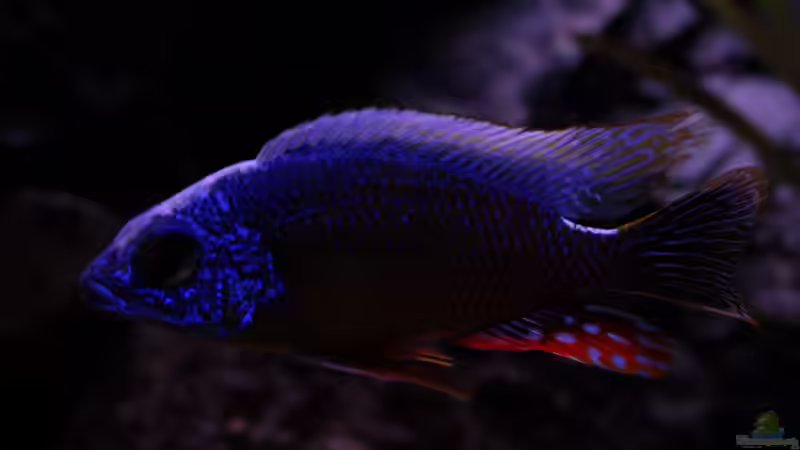 Protomelas fenestratus Taiwan reef male von Malawigo (62)