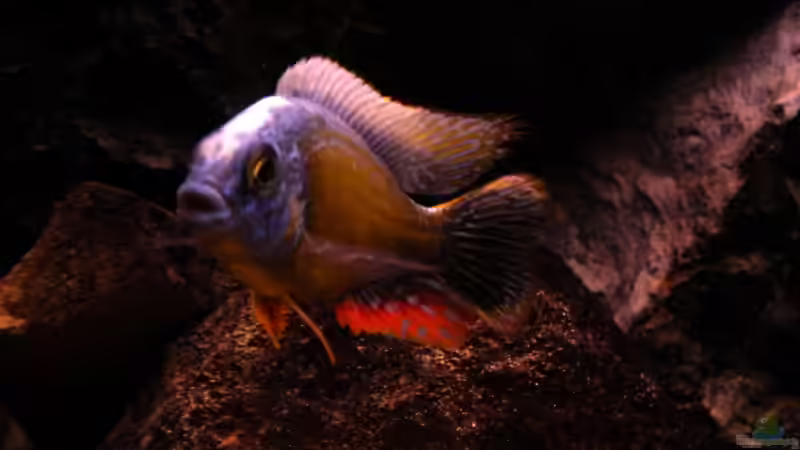 Protomelas fenestratus Taiwan reef male von Malawigo (65)