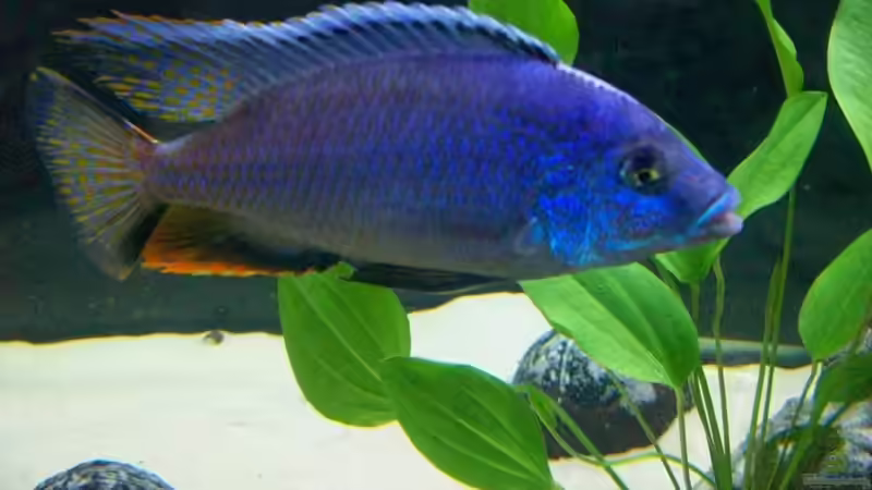 Protomelas hybrid Männchen von Limbo (14)