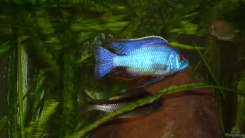 Protomelas kirkii im Aquarium halten (Einrichtungsbeispiele für Protomelas kirkii)