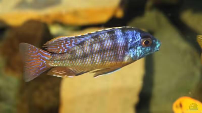 Protomelas male von Mikey (46)