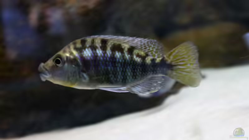 Protomelas mbneji thick lipp von Dynnarts (30)