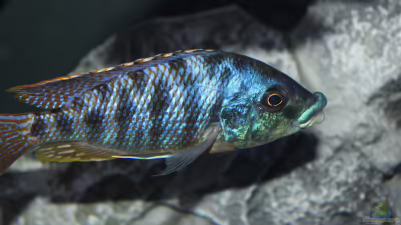 Protomelas Ornatus Maleri WF von Lemans (15)