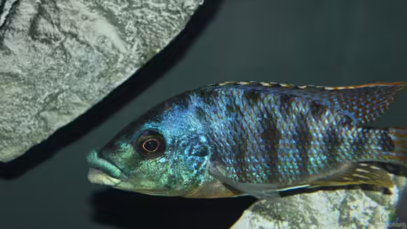 Protomelas Ornatus Malerie WF von Lemans (16)