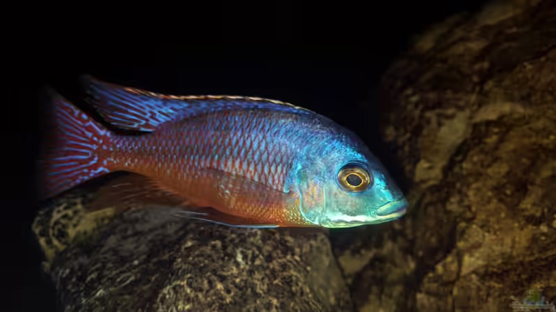 Protomelas red empress namalenje  von Mel (67)