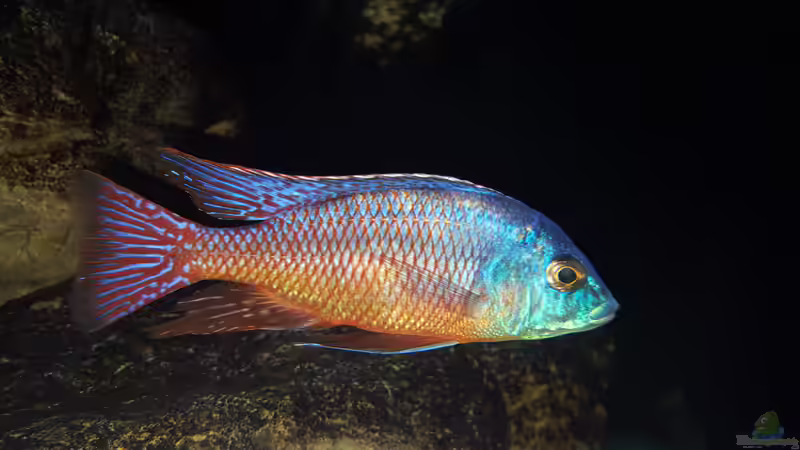 Protomelas red empress namalenje von Mel (78)