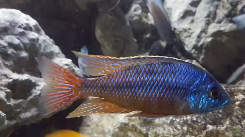 Protomelas red empress namalenje von Mel (83)