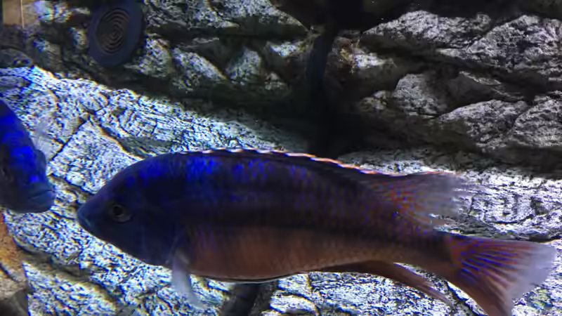 Protomelas red empress namalenje von Purki (104)