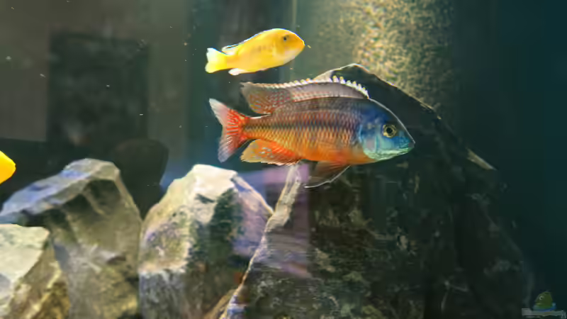 Protomelas ´senga point´ von Lynex (17)