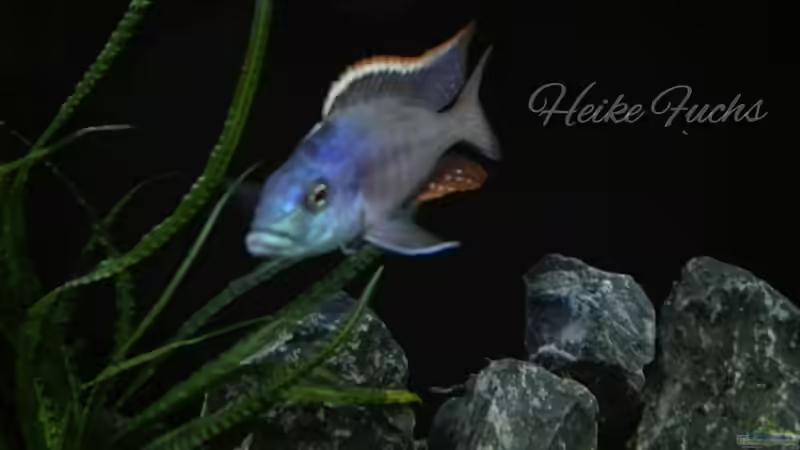 Protomelas similis  von Heike Fuchs (51)