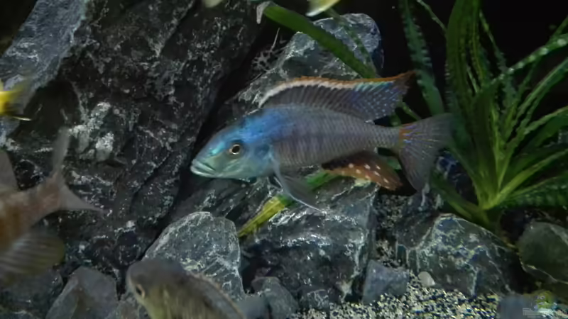 Protomelas similis  von Heike Fuchs (73)