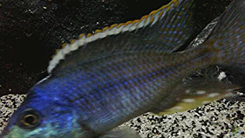 Protomelas similis  von Heike Fuchs (79)