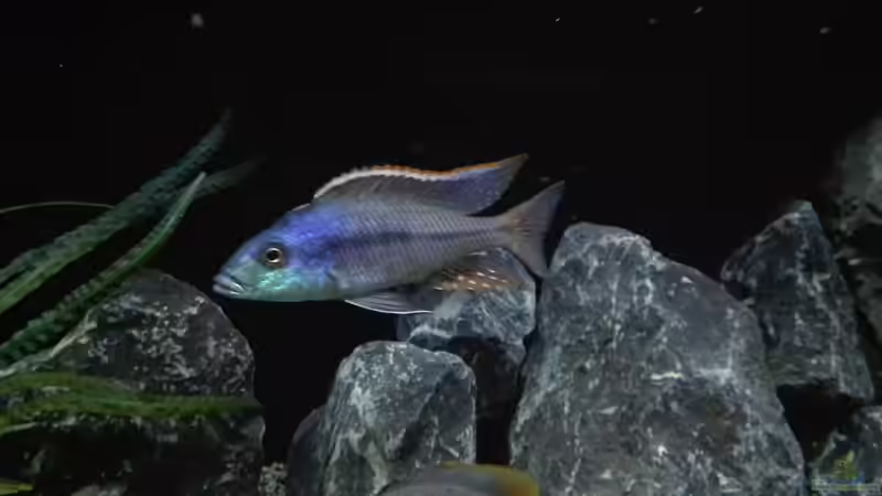 Einrichtungsbeispiele für Protomelas similis