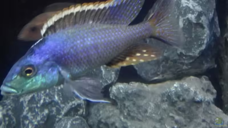 Einrichtungsbeispiele für Protomelas similis