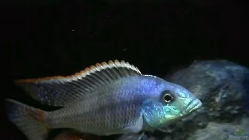 Einrichtungsbeispiele für Protomelas similis