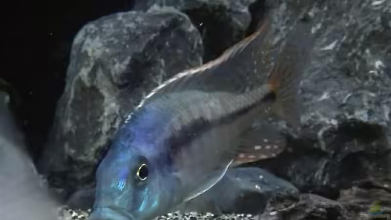 Einrichtungsbeispiele für Protomelas similis