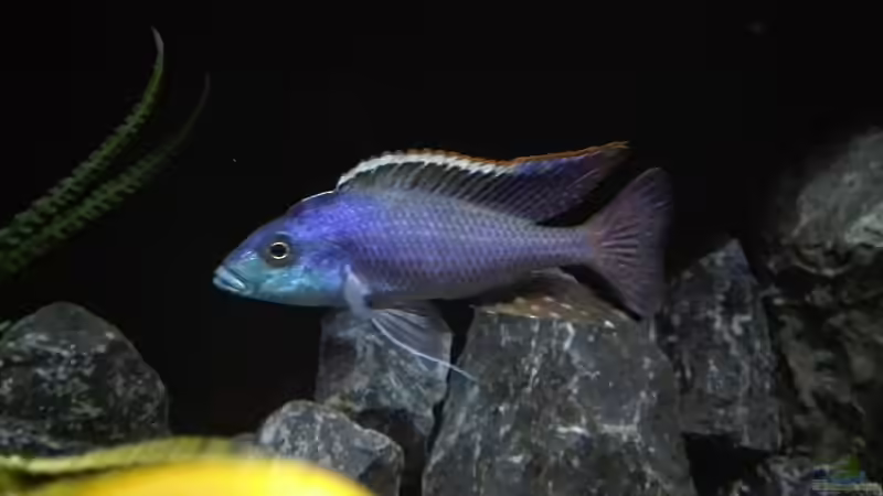 Einrichtungsbeispiele für Protomelas similis