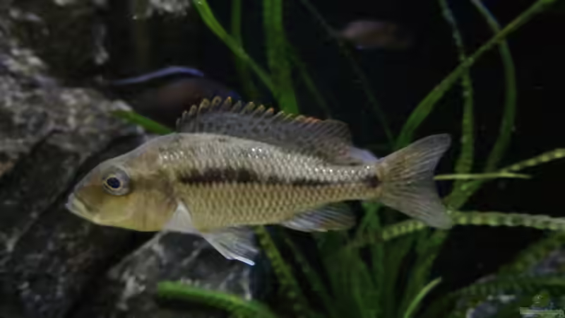 Einrichtungsbeispiele für Protomelas similis