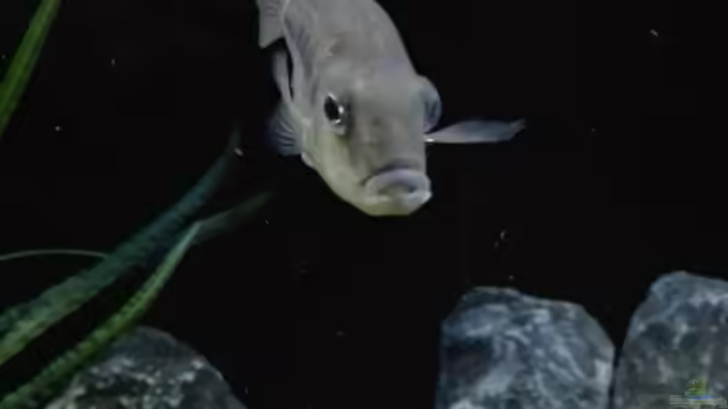 Protomelas similis weiblich  von Heike Fuchs (75)