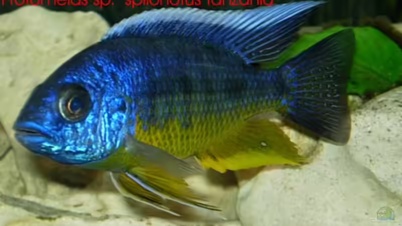 Protomelas sp. spilonotus tanzania von Daniel Riedel (16)