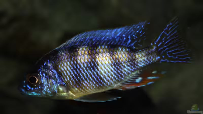 Protomelas sp. steveni taiwan -  F1 ( Männchen ) von Florian Bandhauer (72)