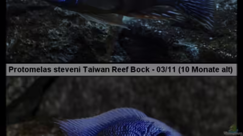 Protomelas sp. ´steveni Taiwan´ - Bock-Mix 1 von ***ELLIS*** (62)