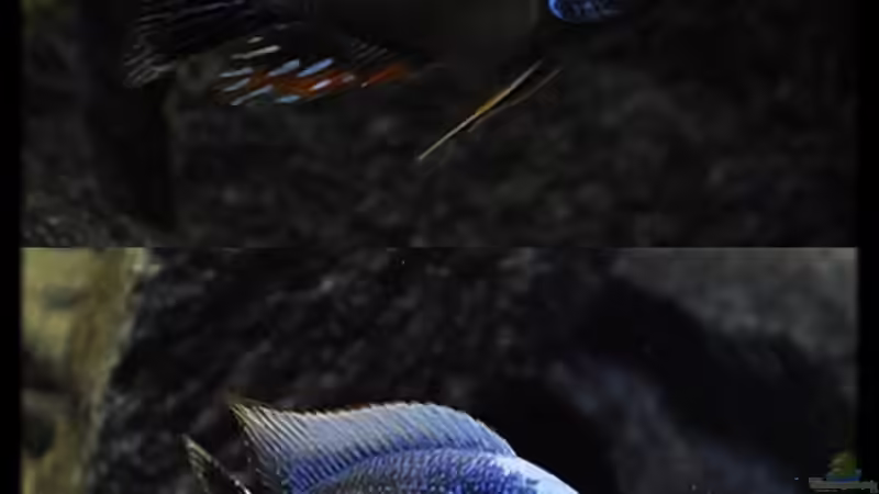 Protomelas sp. ´steveni Taiwan´ - Bock-Mix 2 von ***ELLIS*** (63)