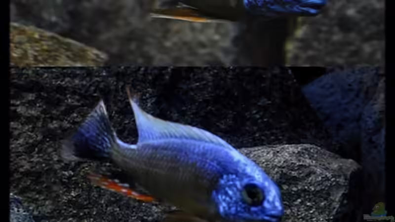 Protomelas sp. ´steveni Taiwan´ - Bock-Mix 5 von ***ELLIS*** (66)