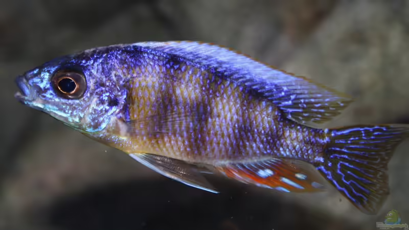 Protomelas sp. steveni taiwan - F1 (Männchen der gleiche anderes Bild) von Florian Bandhauer (73)