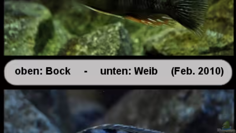 Protomelas sp. ´steveni Taiwan´ - Mix 2 von ***ELLIS*** (58)