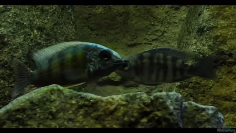 Protomelas sp. ´steveni Taiwan´ - Mix 3 ´...Auge in Auge...´ :-) von ***ELLIS*** (59)