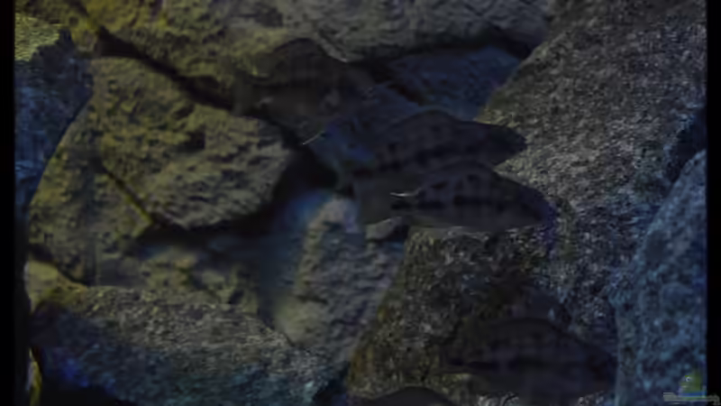 Protomelas sp. ´steveni Taiwan´ - Mix 4 ´junge Weiber im Pulk´ (02/11) von ***ELLIS*** (60)