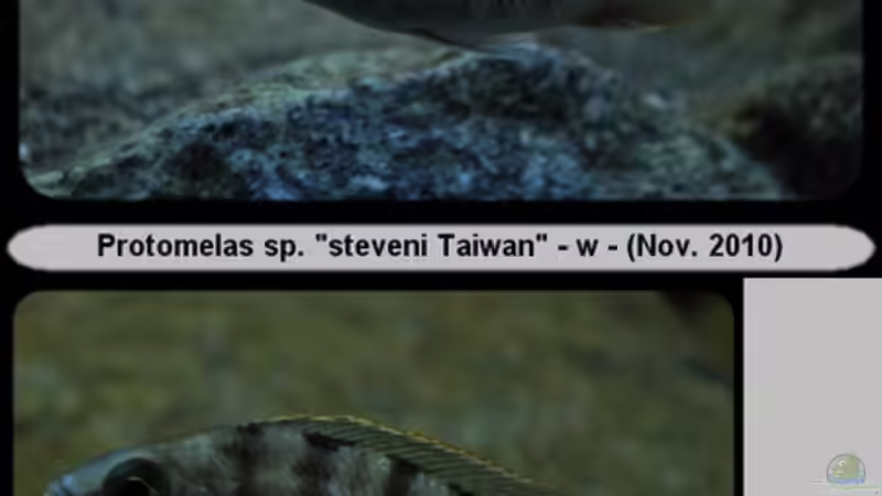 Protomelas sp. ´steveni Taiwan´ - (w) Mix 2 von ***ELLIS*** (57)