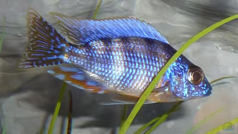 Protomelas sp. steveni taiwan (Männchen juvenil) von AjakAndi (33)