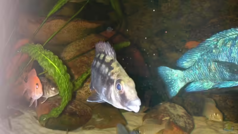 Protomelas sp.mbenji thick lip  von Lars Joergens (18)