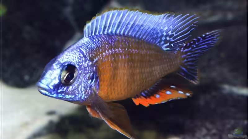 Einrichtungsbeispiele für Protomelas steveni