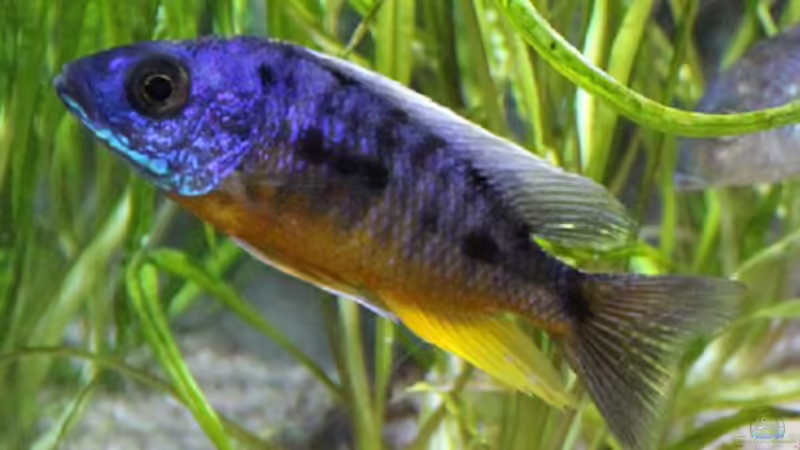 Protomelas spilonotus ,,tanzania´ von aquabert (31)