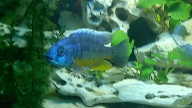 Protomelas spilonotus, tanzania von Steffen Langer (15)