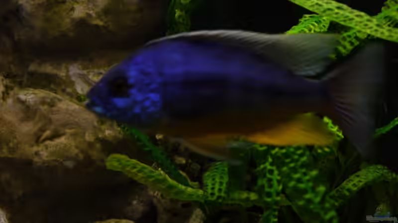 Protomelas spilonotus ´Tansania´ Bock von ehemaliger User (9)