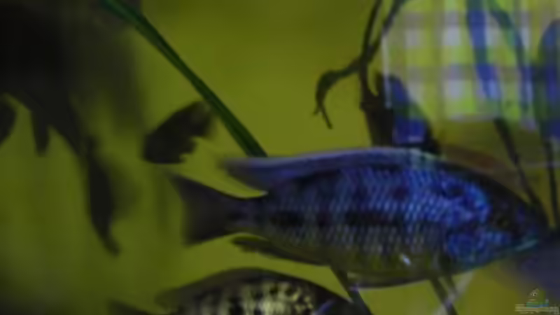 Protomelas spilonotus Tanzania (Bock und Weib) von Dt-Floppy (16)