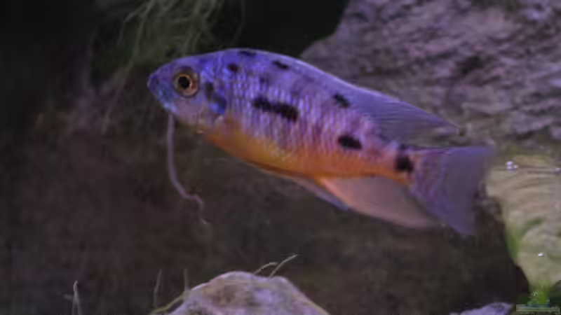 Protomelas Spilonotus Tanzania Jungtier von Armin Lange (16)