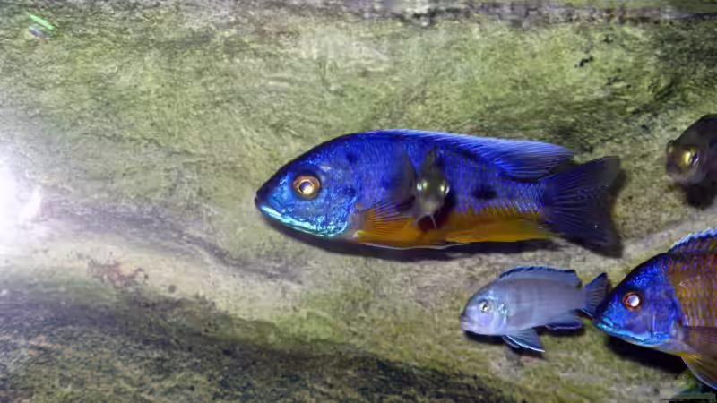 Protomelas Spilonotus Tanzania von Armin Lange (24)