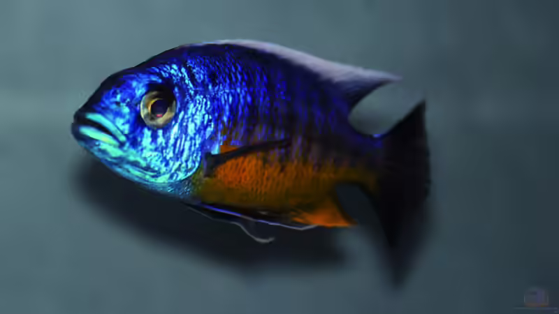 Protomelas spilonotus Tanzania von MalawiMartin (13)