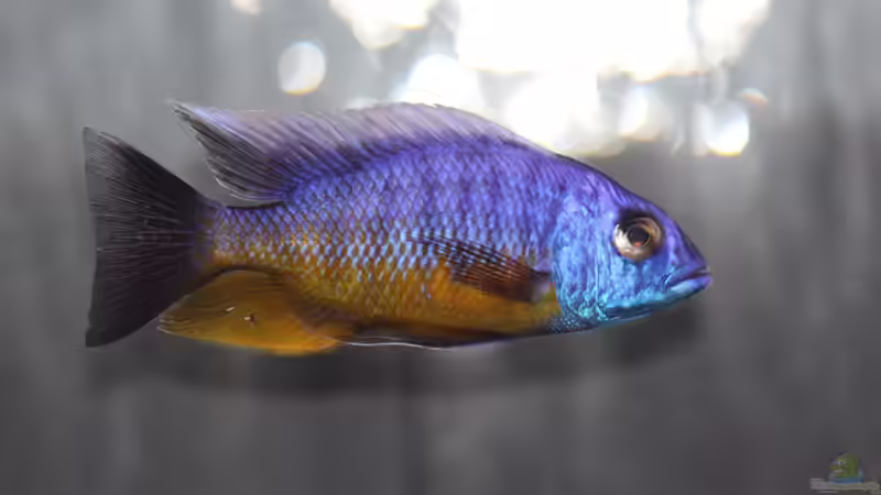 Protomelas spilonotus Tanzania von MalawiMartin (31)