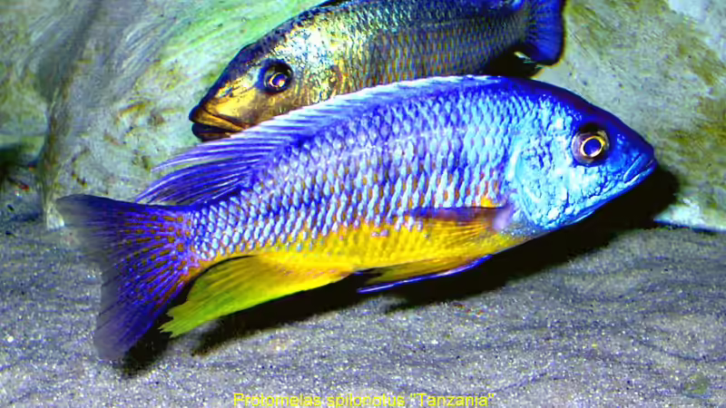 Protomelas spilonotus ´Tanzania´ von Wolfgang Schlader (32)