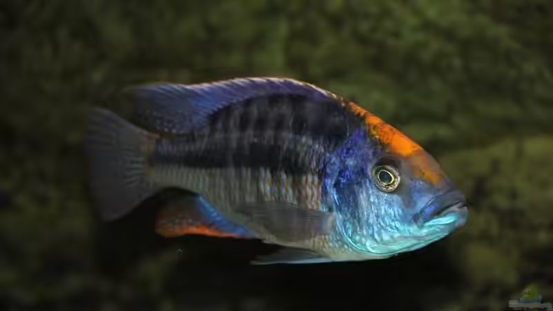 Protomelas Spilonotus von Wietze Bron (135)