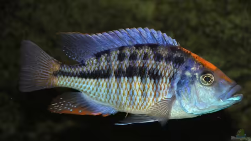 Protomelas Spilonotus von Wietze Bron (136)