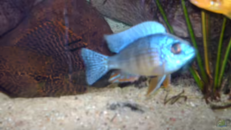 Protomelas steeveni taiwan von Jens Szymaniak (12)