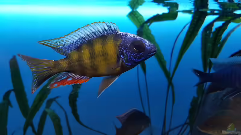 Protomelas Steveni Taiwan reef  von Geert Vrancken (8)