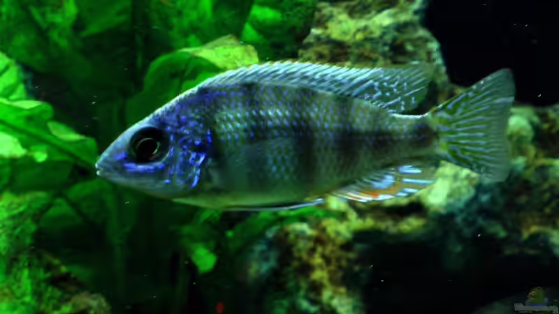 Protomelas steveni taiwan reef  von justin (11)